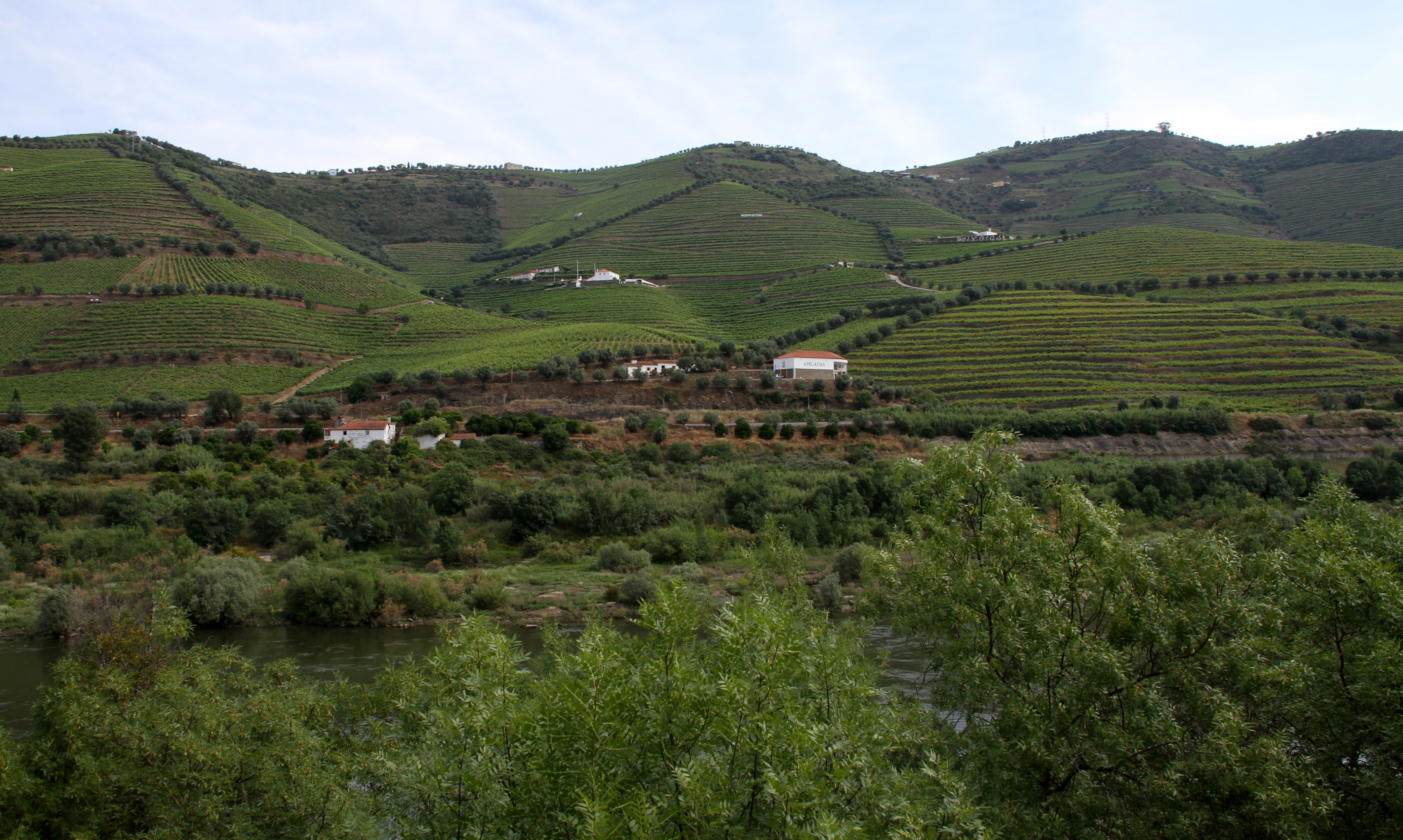 Vinhas em socalcos no vale do Douro, em Portugal